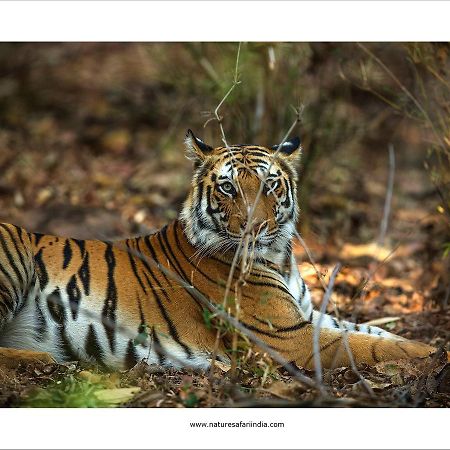 Tiger'S Den Resort Bandhavgarh National Park Kültér fotó