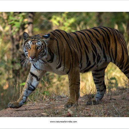 Tiger'S Den Resort Bandhavgarh National Park Kültér fotó