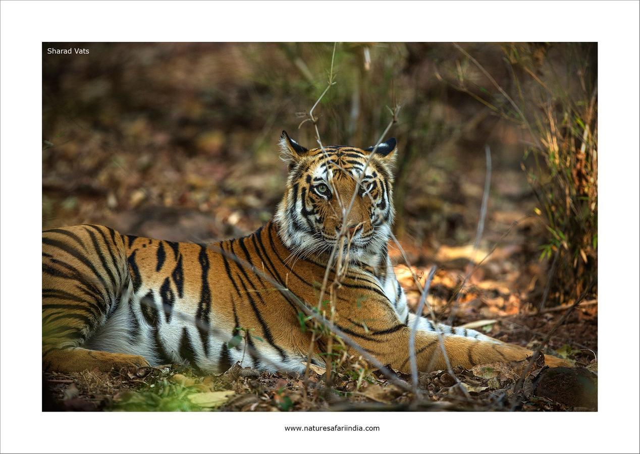 Tiger'S Den Resort Bandhavgarh National Park Kültér fotó