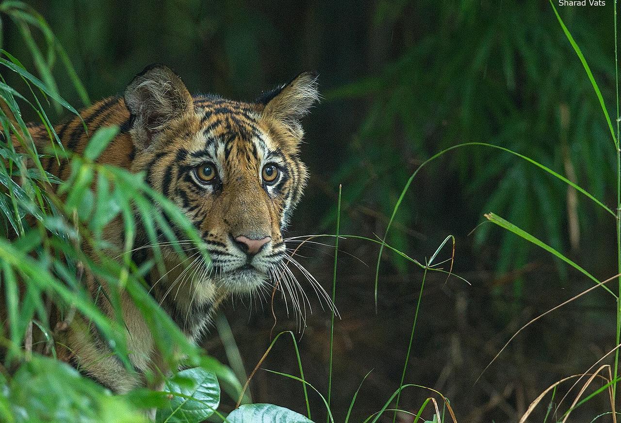 Tiger'S Den Resort Bandhavgarh National Park Kültér fotó