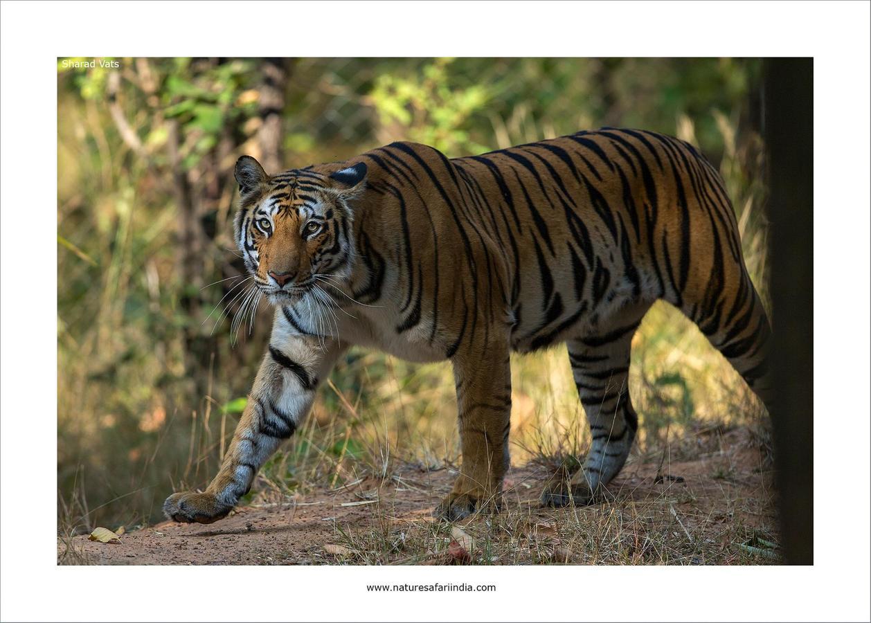 Tiger'S Den Resort Bandhavgarh National Park Kültér fotó